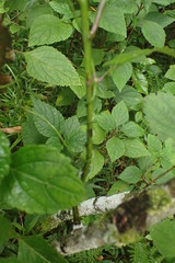 Thunbergia dregeana