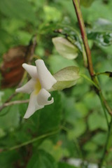Thunbergia dregeana