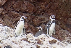 Spheniscus humboldti