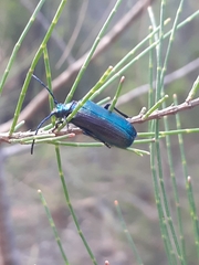 Phaolus metallicus
