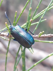 Phaolus metallicus