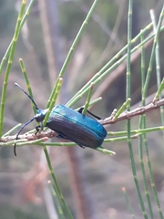 Phaolus metallicus
