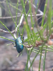 Phaolus metallicus