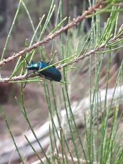 Phaolus metallicus
