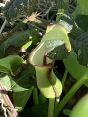 Arum hygrophilum