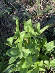 Arum hygrophilum