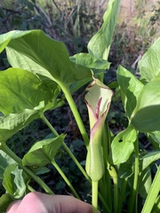 Arum hygrophilum