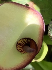 Arum hygrophilum