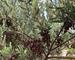 Acacia brachybotrya