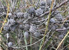 Allocasuarina pusilla