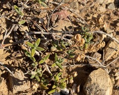 Mesembryanthemum nitidum