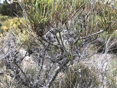 Allocasuarina pusilla