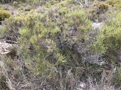 Allocasuarina pusilla