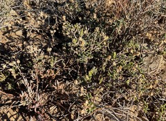 Mesembryanthemum nitidum