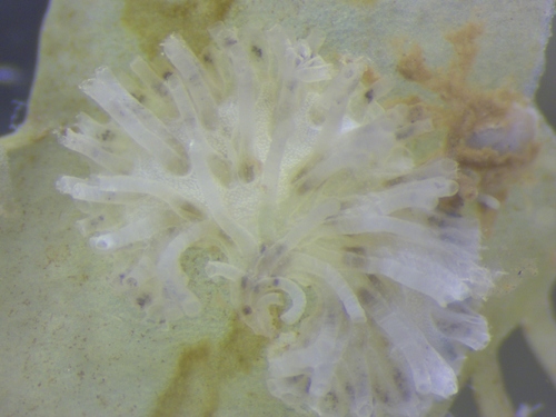 Representative image of Tubuliporidae