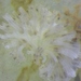 Tubulipora - Photo (c) Crystal Hiltz, some rights reserved (CC BY-NC), uploaded by Crystal Hiltz