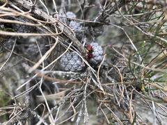 Allocasuarina pusilla