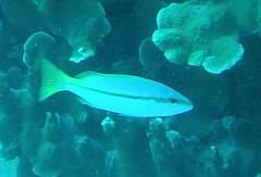 Lutjanus vitta