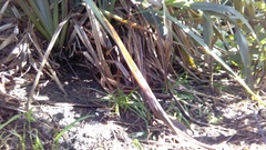 Phormium tenax