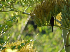 Leptocoma
