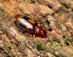 Philophlaeus