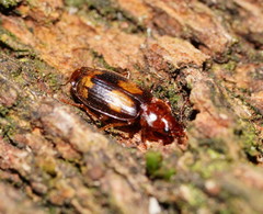Philophlaeus