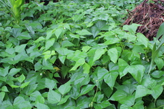 Phaseolus vulgaris