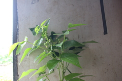 Phaseolus vulgaris