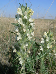 Pedicularis dasystachys