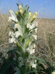 Pedicularis dasystachys