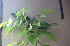 Phaseolus vulgaris