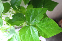 Phaseolus vulgaris