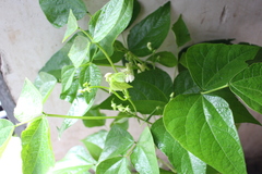 Phaseolus vulgaris