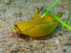 Philinopsis speciosa