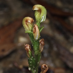 Pterostylis crebra
