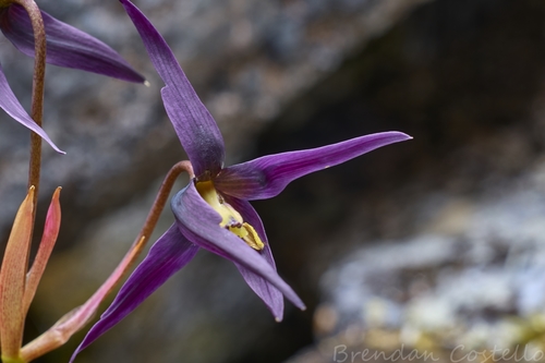 Image of Isophysis tasmanica by (c) Brendan Costello, some rights reserved (CC BY)