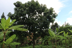 Mangifera indica