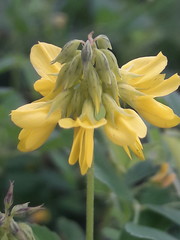 Trigonella esculenta