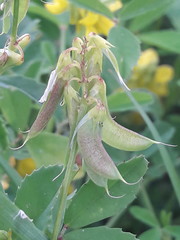 Trigonella esculenta