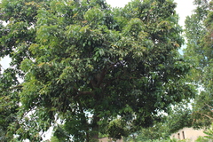 Mangifera indica