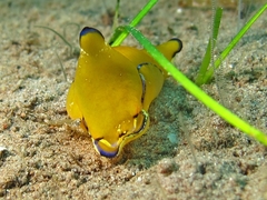 Philinopsis speciosa