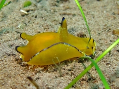 Philinopsis speciosa