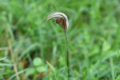 Pterostylis coccina