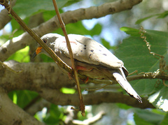 Columbina cruziana