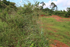 Panicoideae