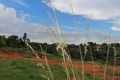 Poaceae