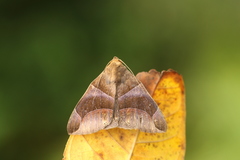 Dysgonia purpurata