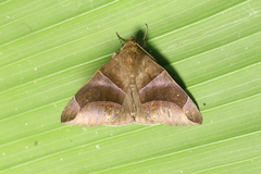 Dysgonia purpurata