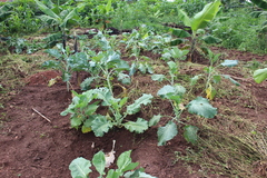 Brassica