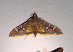 Prophantis androstigmata